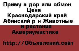 Приму а дар или обмен  › Цена ­ 0 - Краснодарский край, Абинский р-н Животные и растения » Аквариумистика   